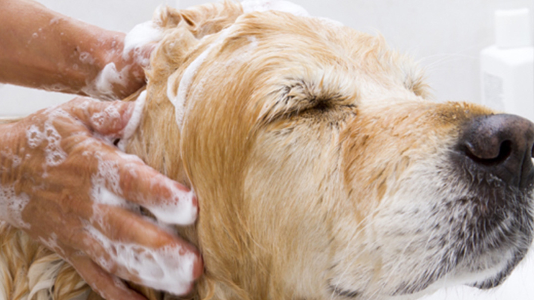 Cuanto Tiempo Hay Que Esperar Para Bañar Al Perro Despues De Aplicar